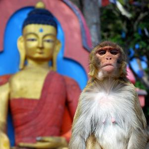 Monkey Buddha